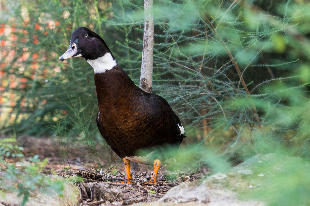 单独的鸟部首单独的鸟部首