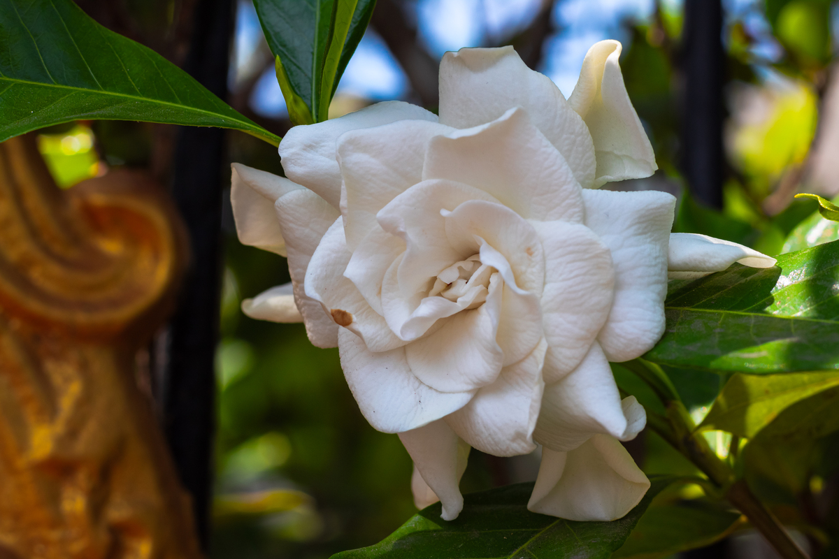 栀子花白花瓣。月季花红花瓣。红花没有白花x。x处填一个字要求押韵瓣字表达白花胜红花多写几个示例