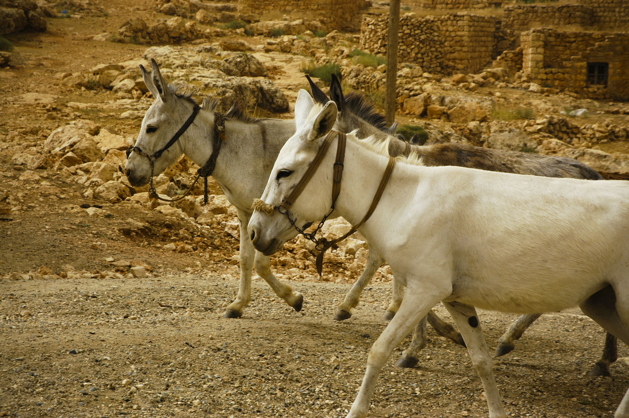donkey