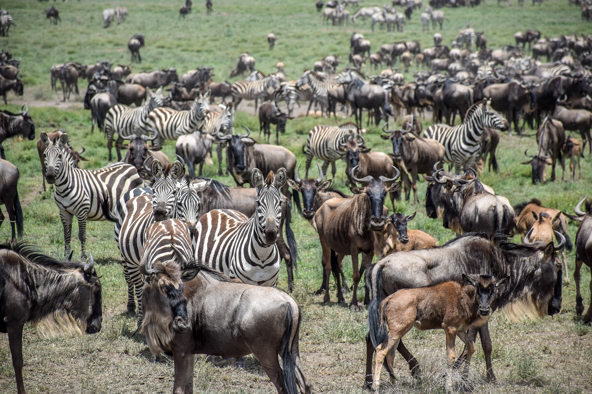 zebras and wildebeests