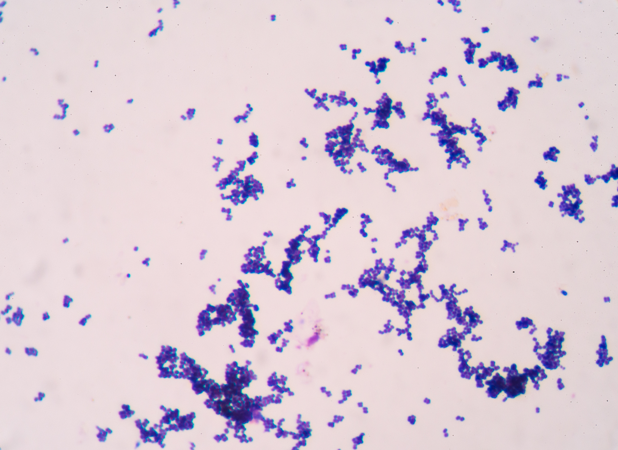 苏木精-伊红染色法 (HE染色) 详细步骤