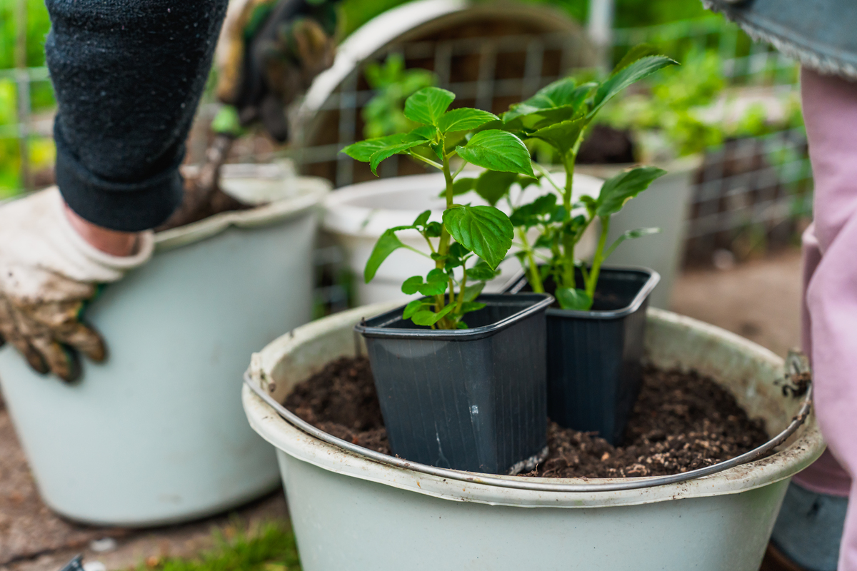 水泡月季花的生根方法加上这个小妙招快速生根1540字