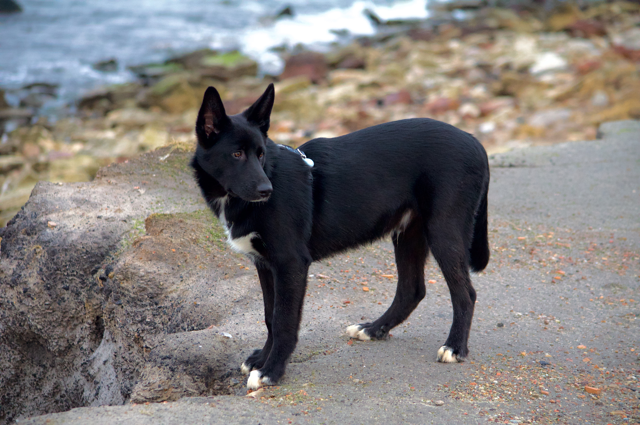 小黑子：小型犬品种，适合公寓饲养