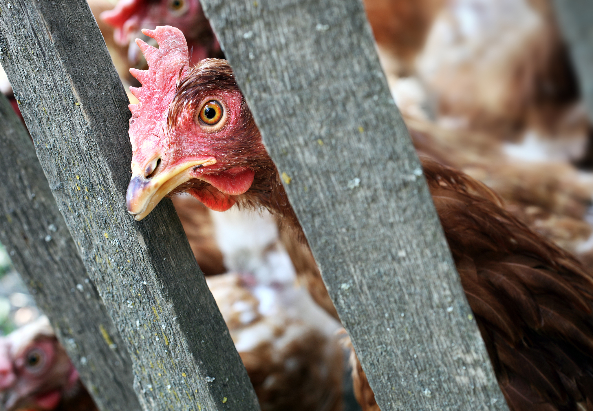 chicken