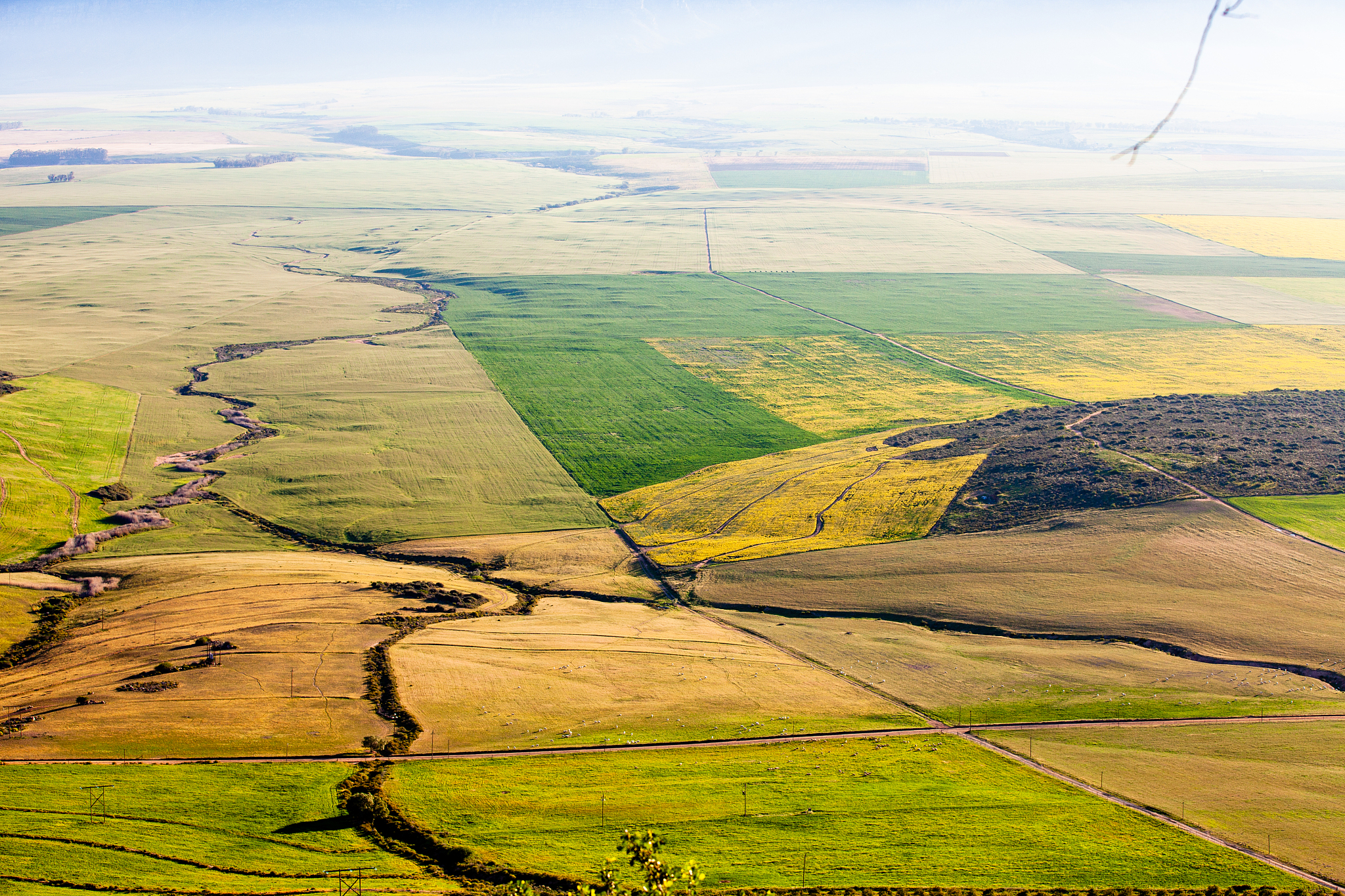 panoramic scenic view of spring-time crops on farms in south afr