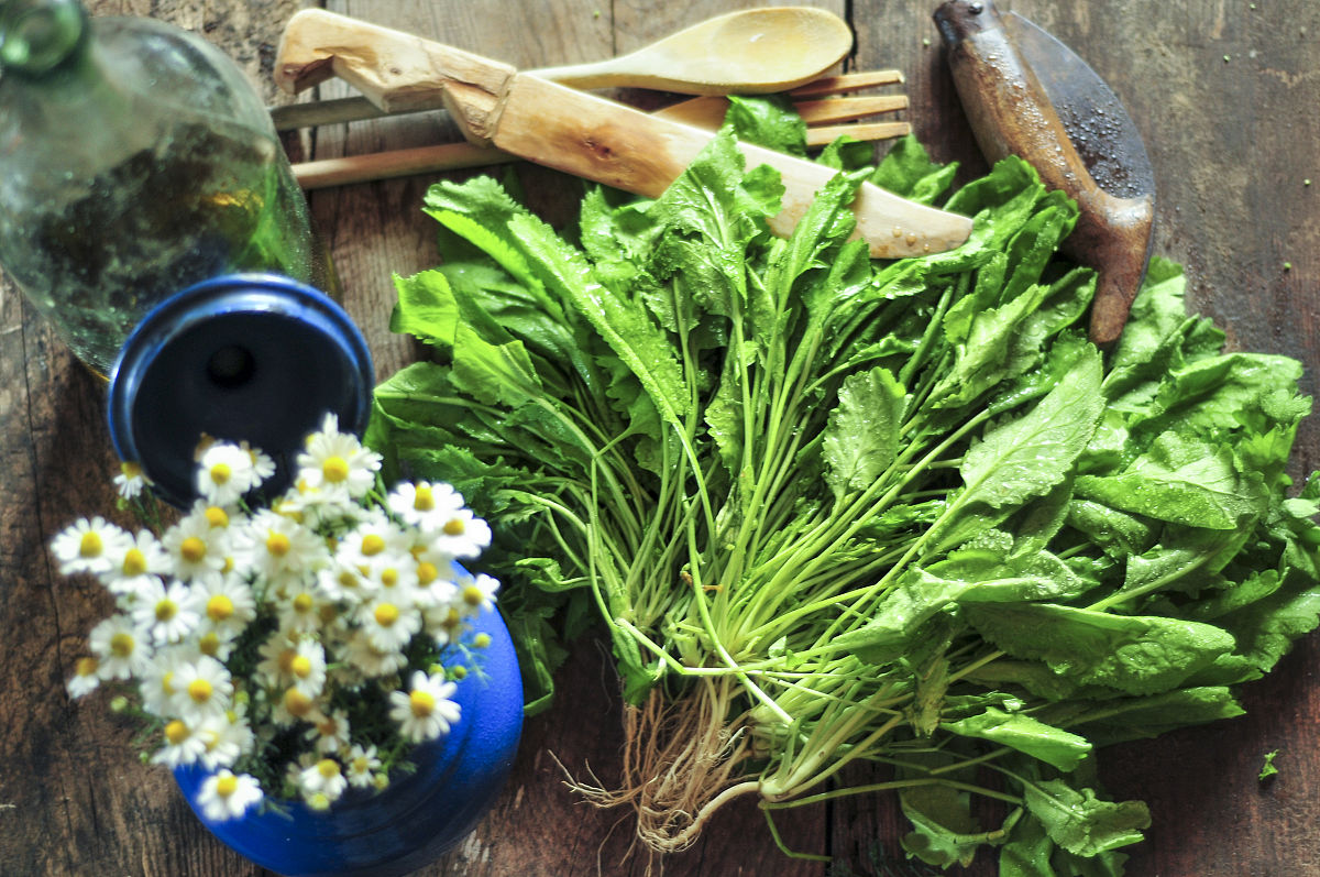 苦菜的功效与作用苦菜的吃法，