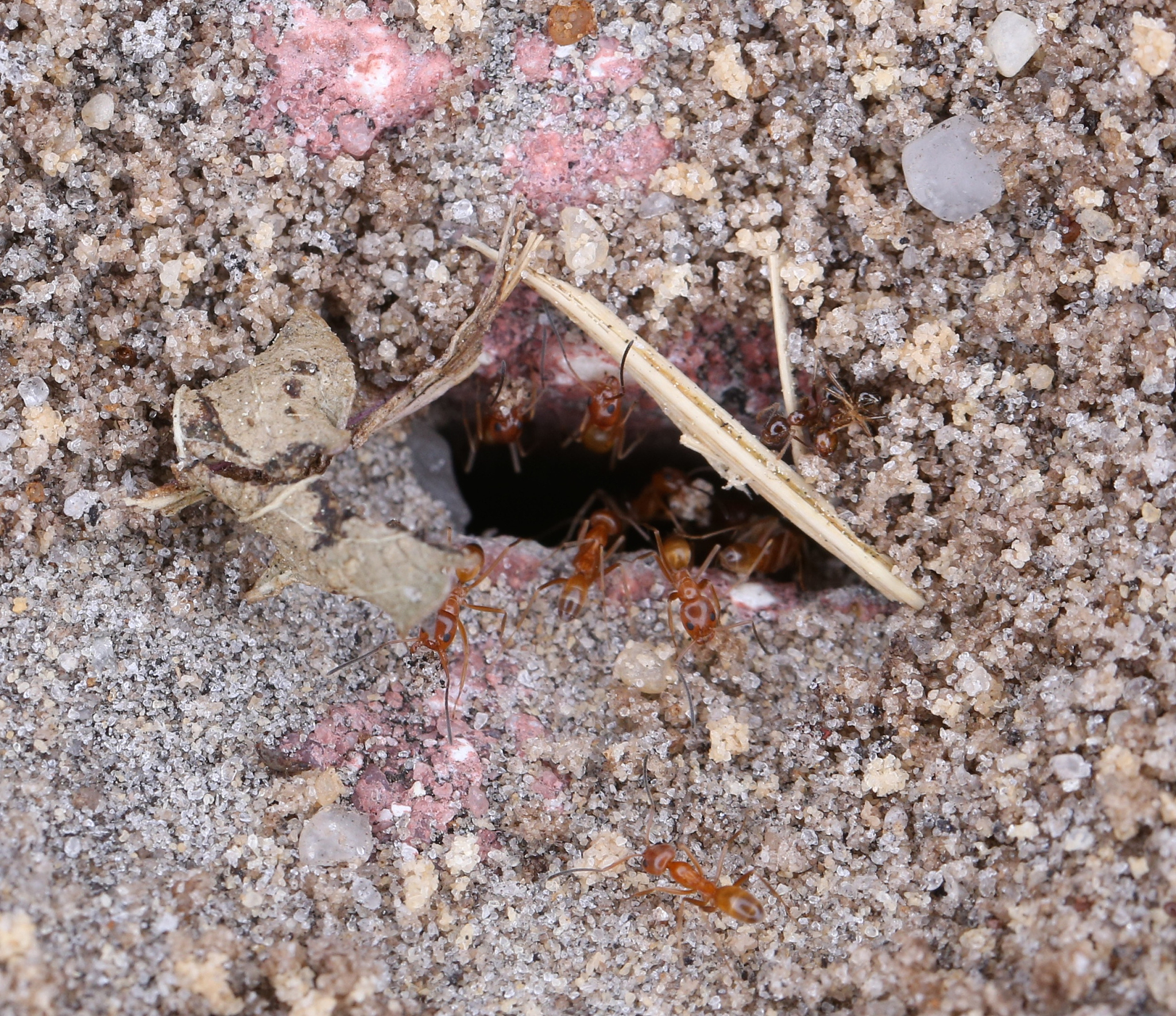 ant colony