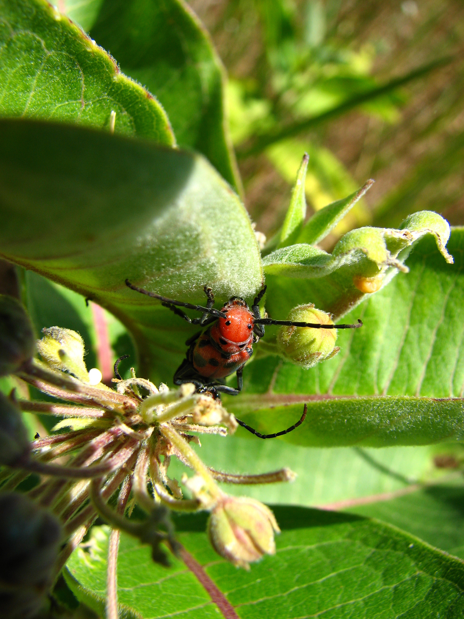 中国害虫识别面临的挑战与问题