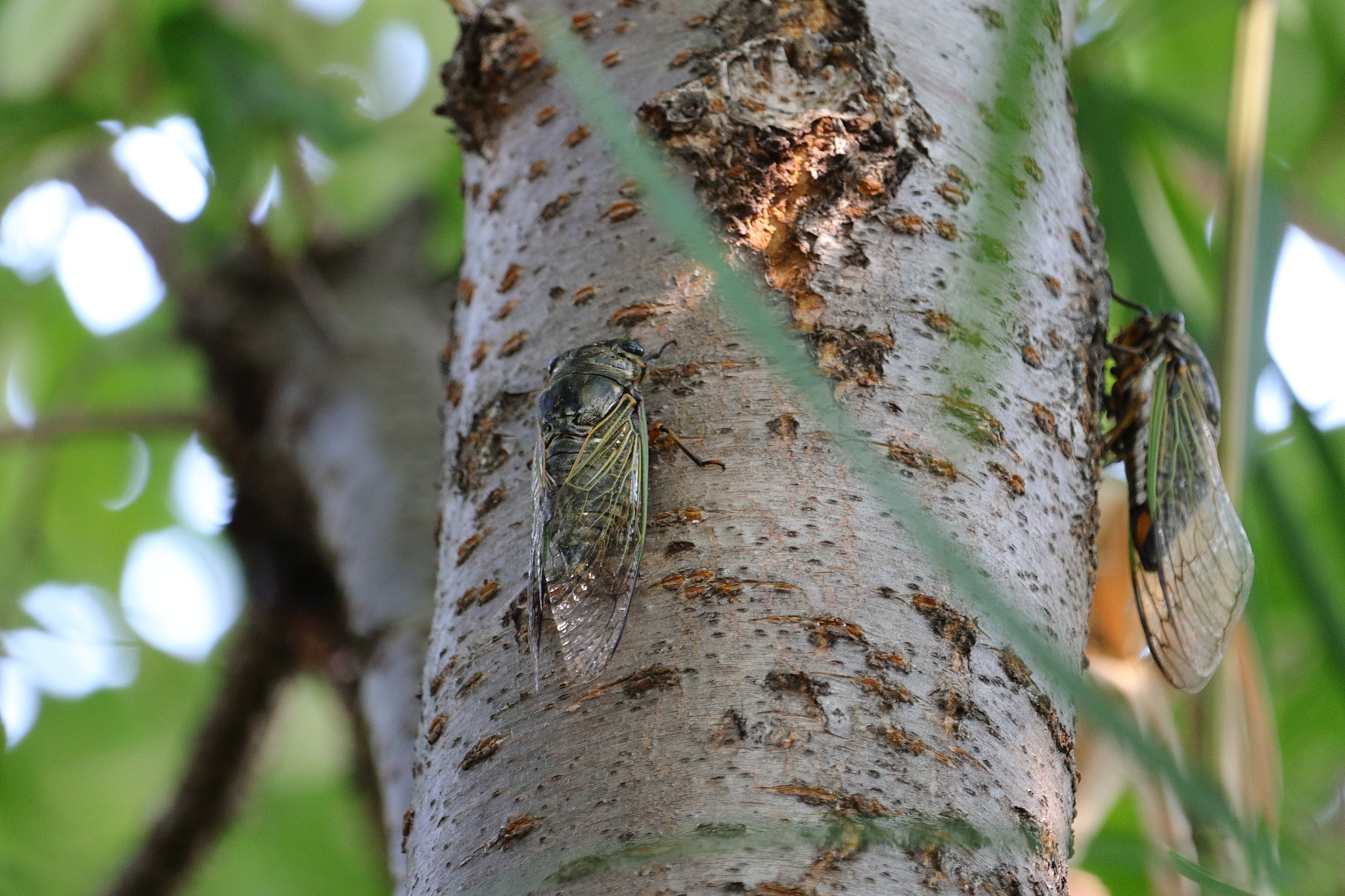 蝉吃太多会怎样？对植物和环境的危害