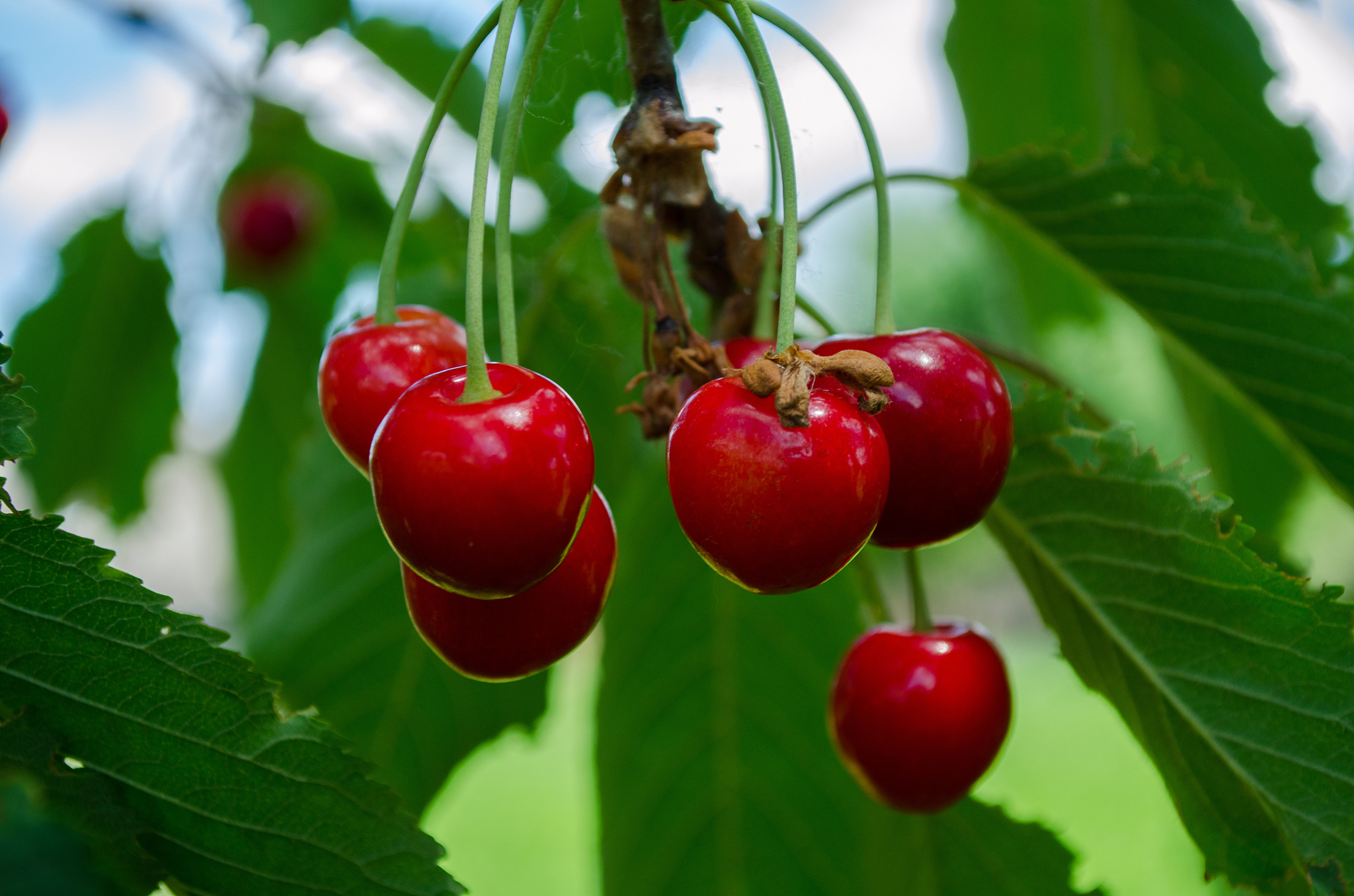 red fresh cherry