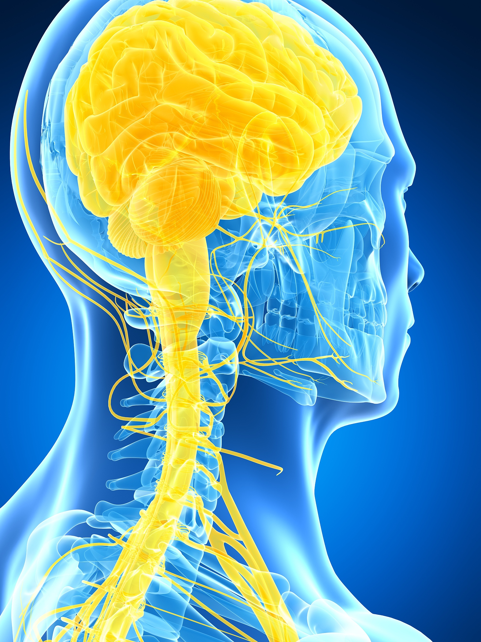 请问人类的工作原理是什么