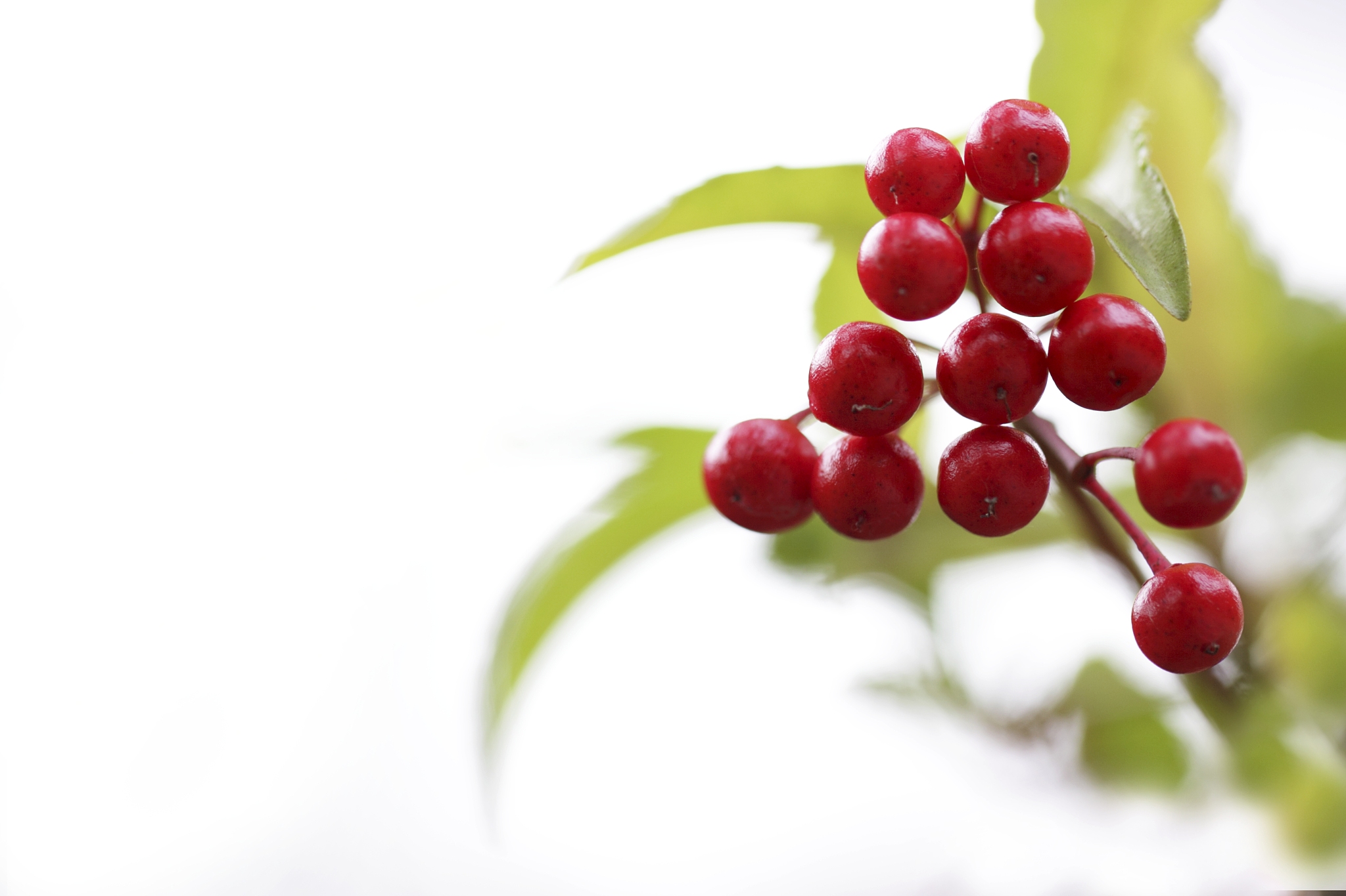 ardisia