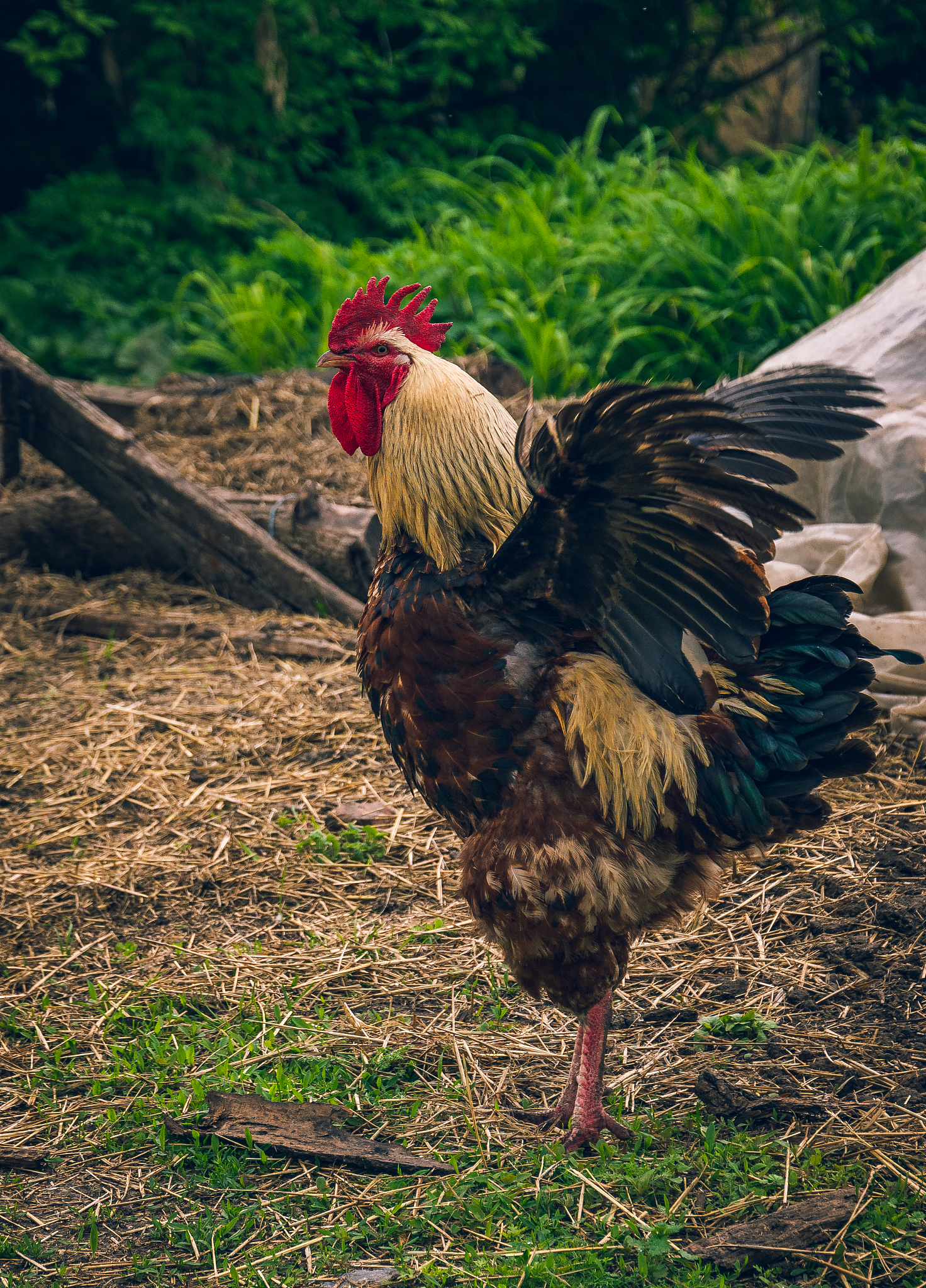 chicken
