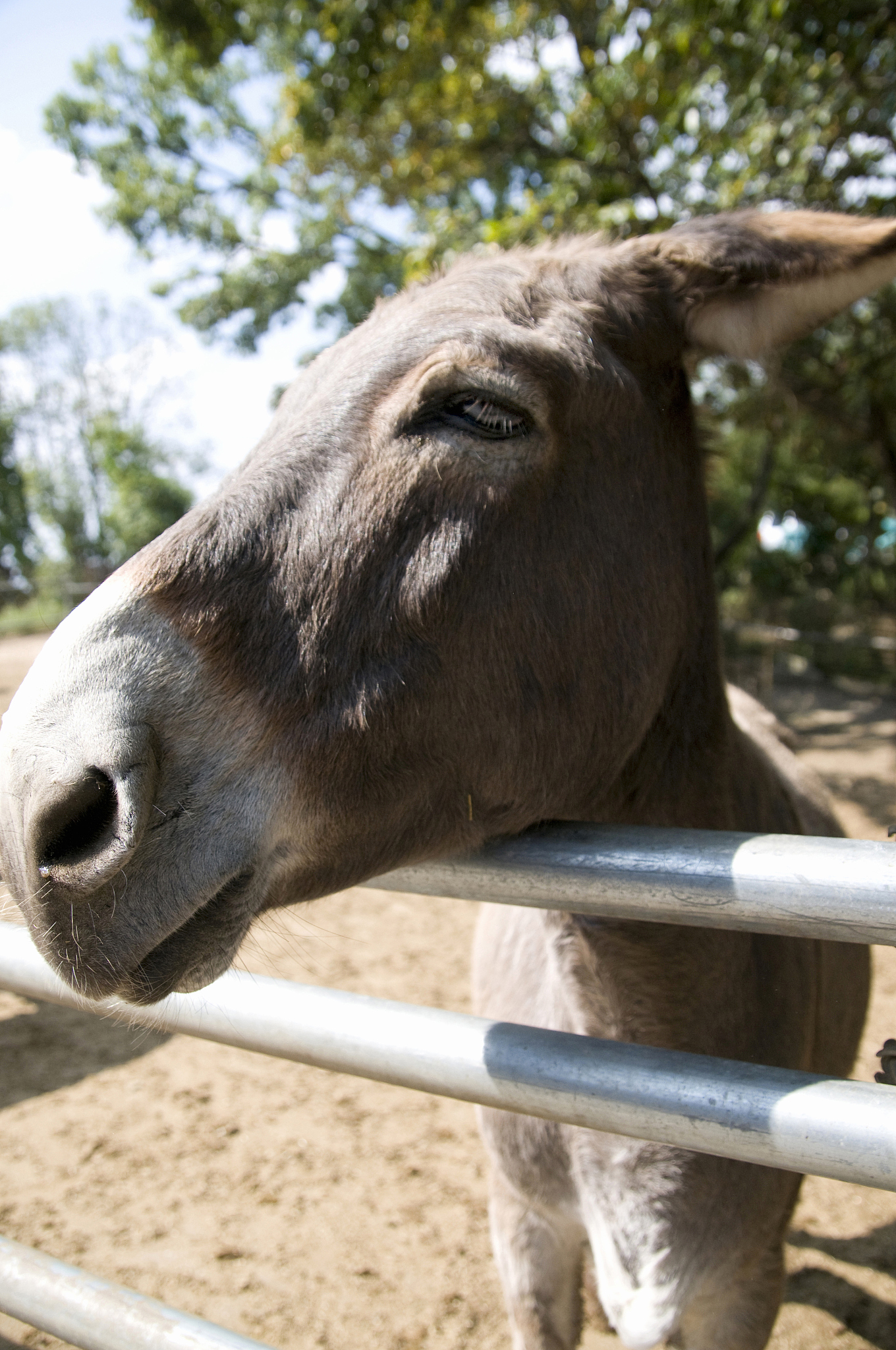 donkey