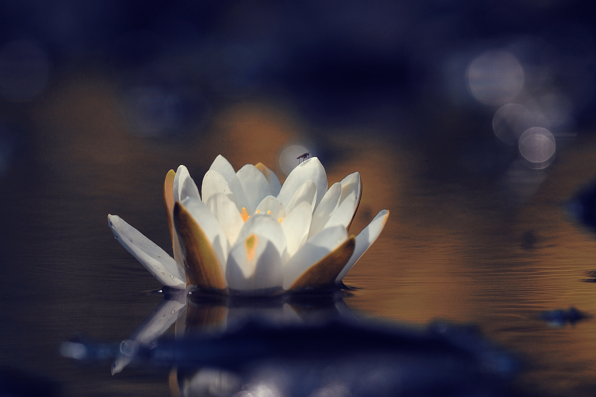 你在修习佛学的过程中悟到了佛法的真谛你将摒弃一切凡事俗扰还世界一个太平。 丰富以上武侠小说的内容重点描写如何修习佛学如果领悟佛法真谛如何开悟。