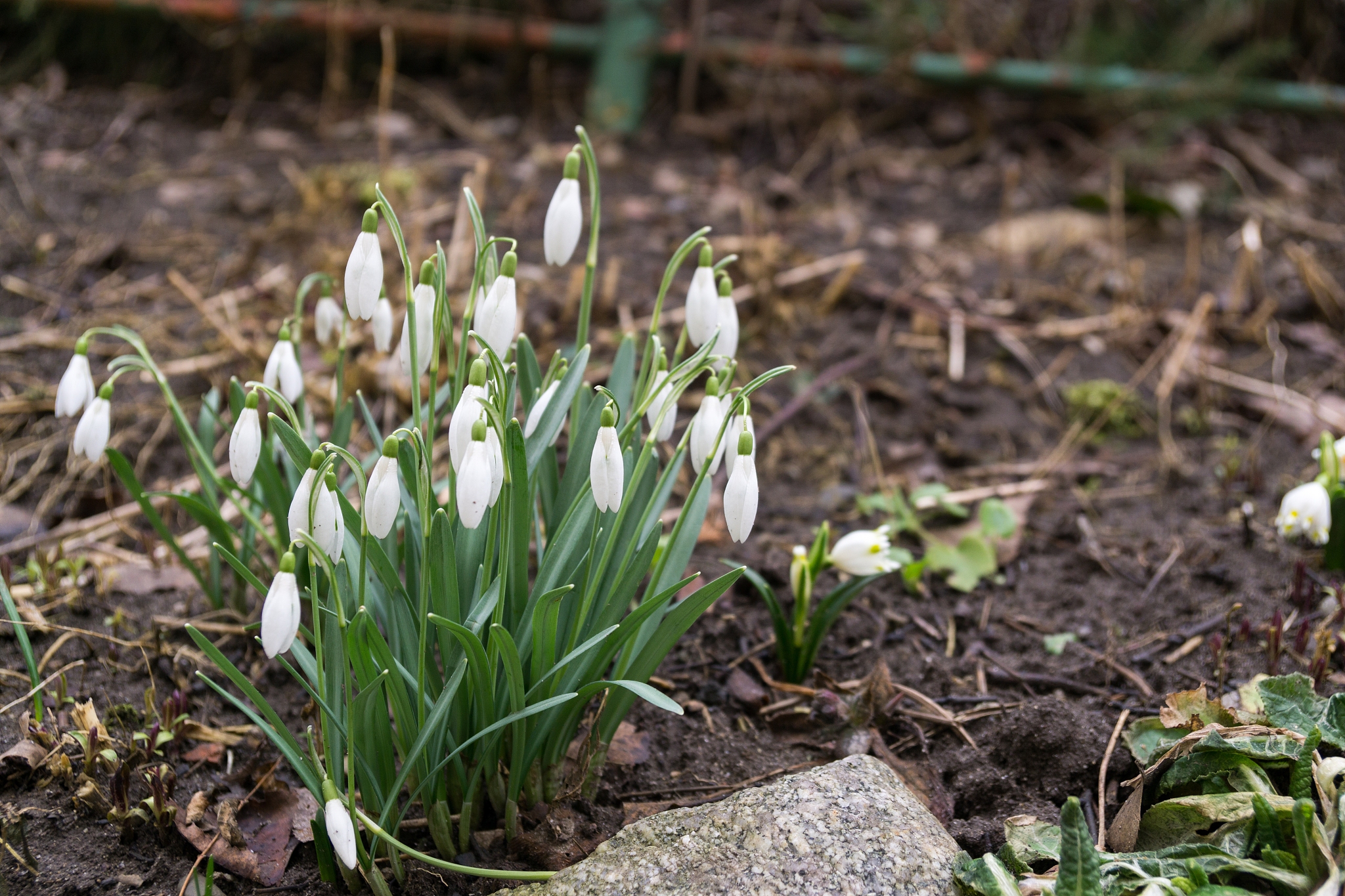spring flowering. snowdrops in the park.