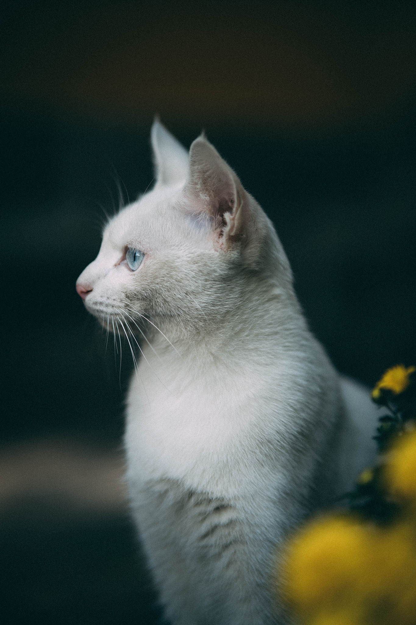 庖丁解牛猜动物：猫的优雅与神秘