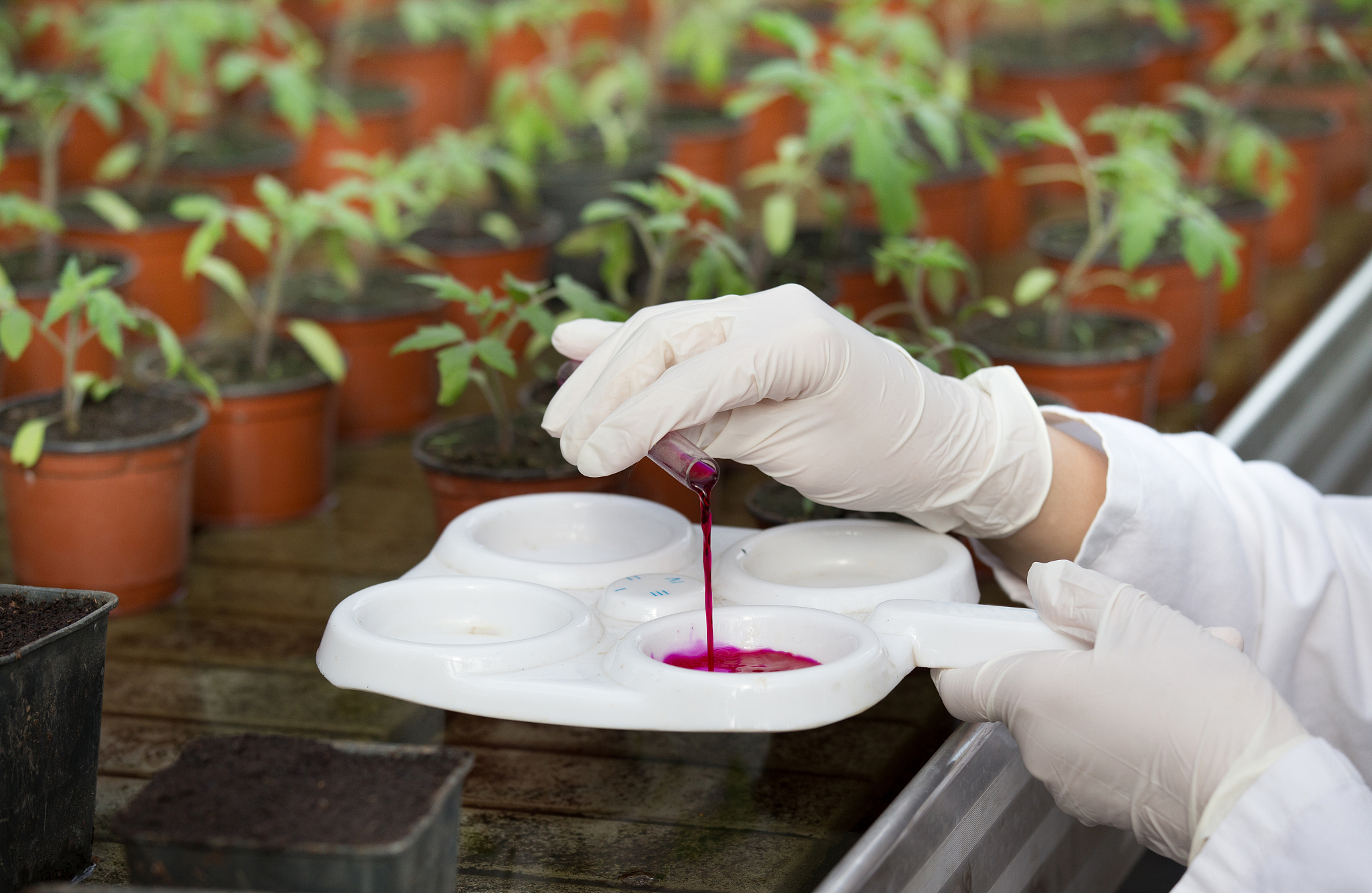 植物保护中的化学手段：应用、问题与可持续性解决方案