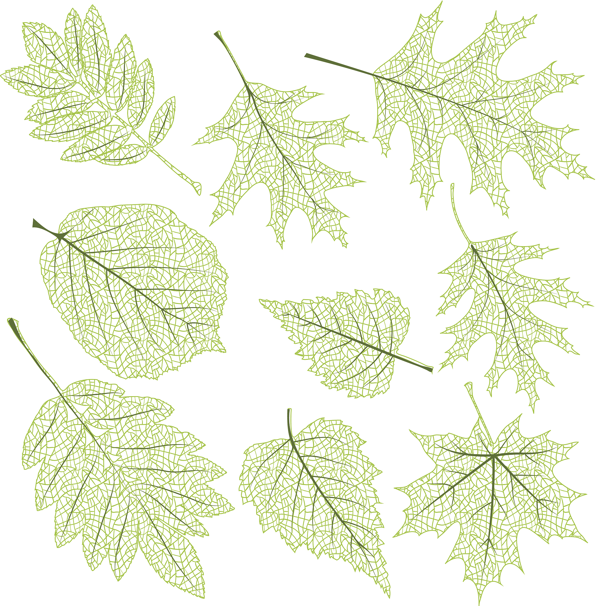 梧桐树叶序：对生排列，掌状复叶