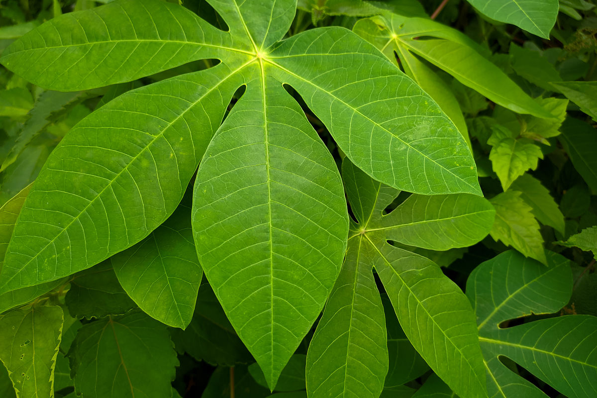 一种植物的<strong>叶</strong>子