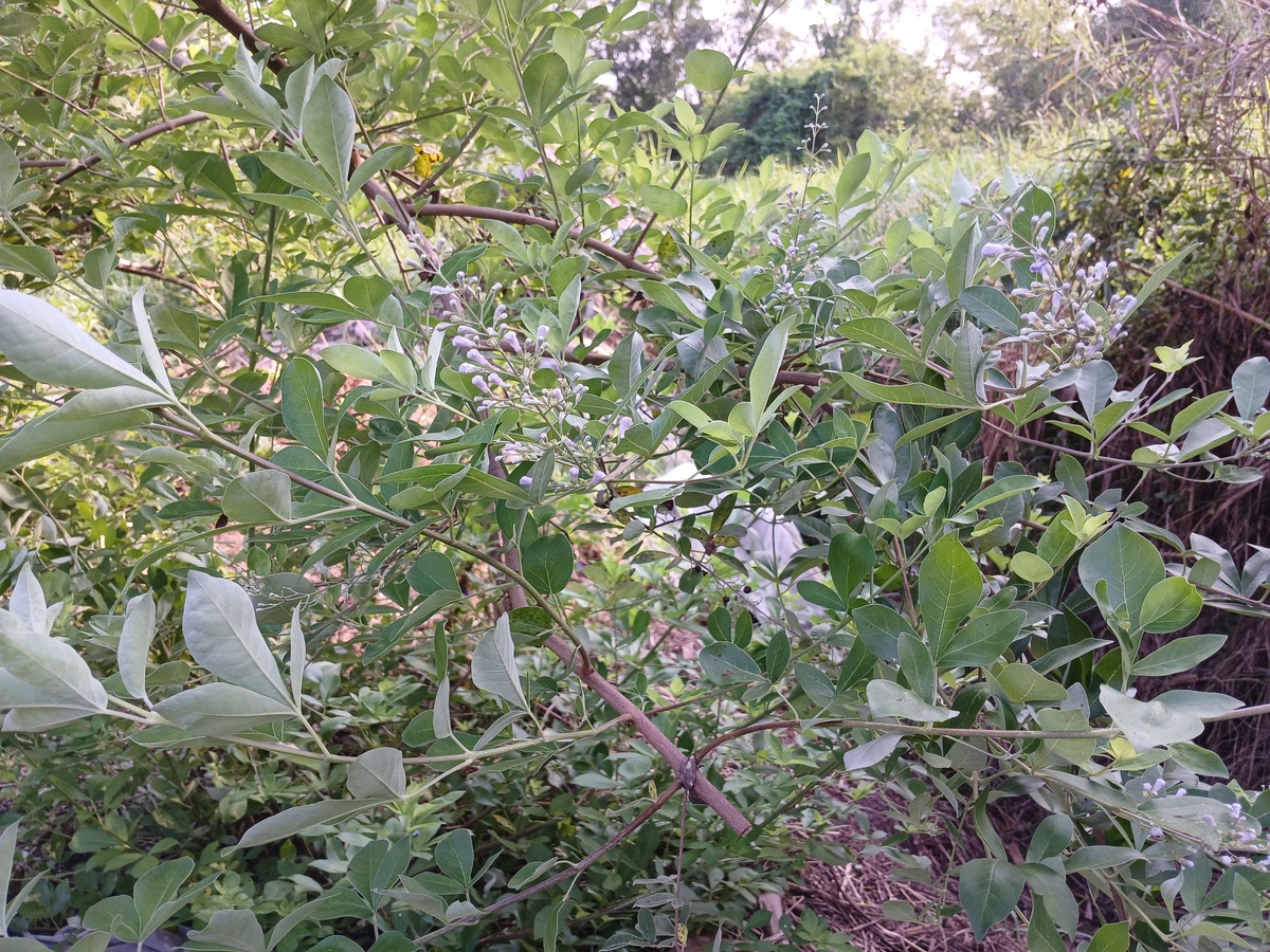 山茱萸种植条件及适宜地区 - 山茱萸哪里种？