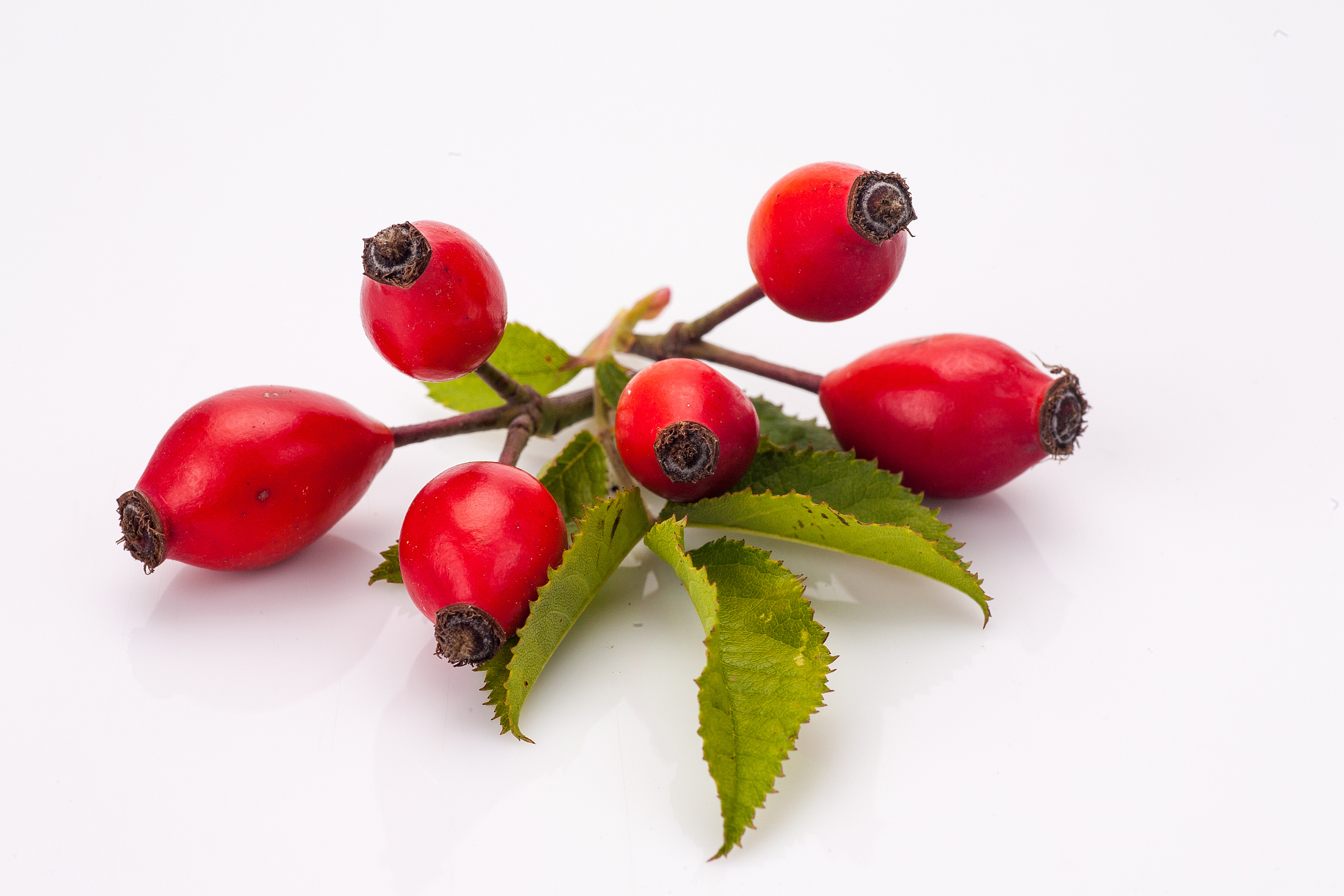 rose hip isolated