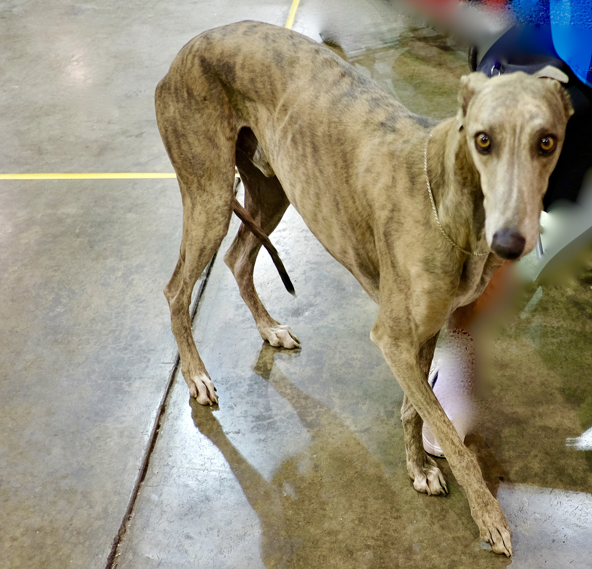 犬渐进性视网膜萎缩/变性 (RCD1型) 易感品种及发病率