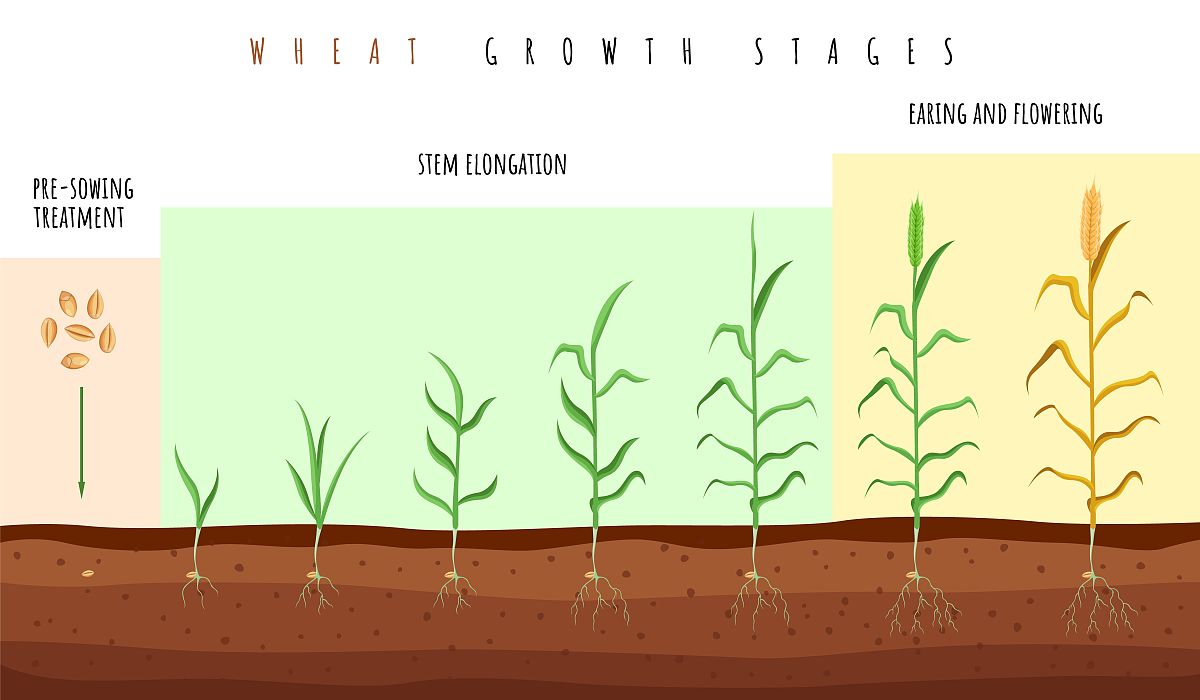 FIELD CROPS RESEARCH: 农田作物研究的领先期刊