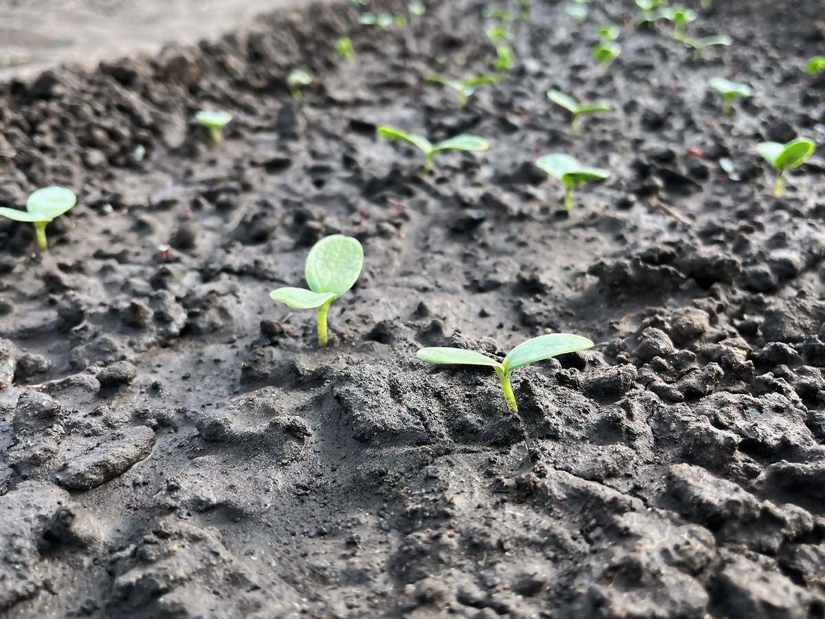 马铃薯茎生长发育六个阶段详解