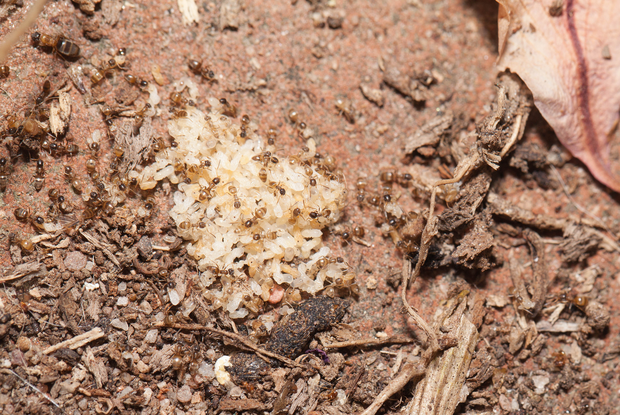 ant teamwork