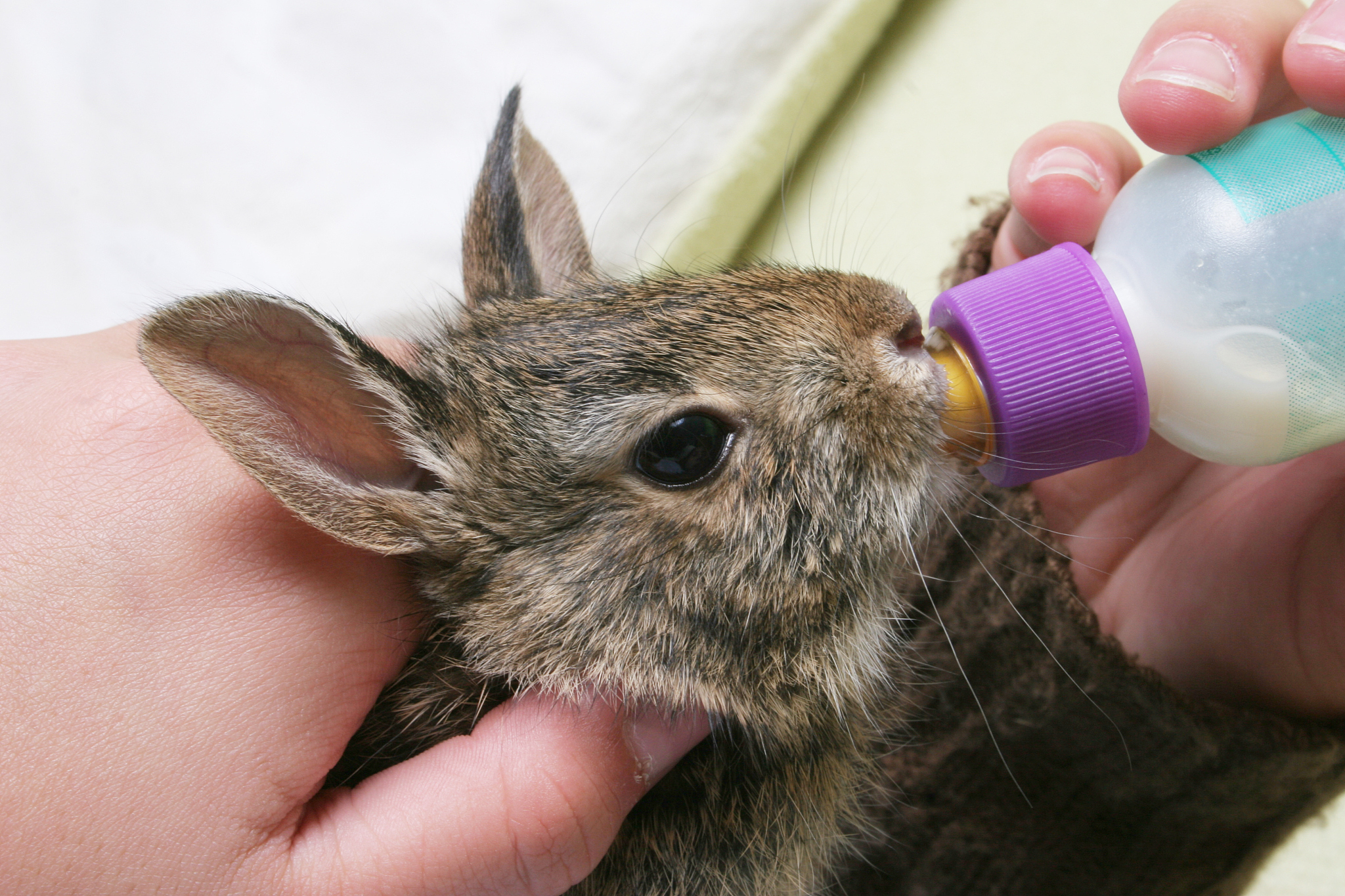 Synonyms for 'Manger' and 'Trough': Feeding and Watering Animals