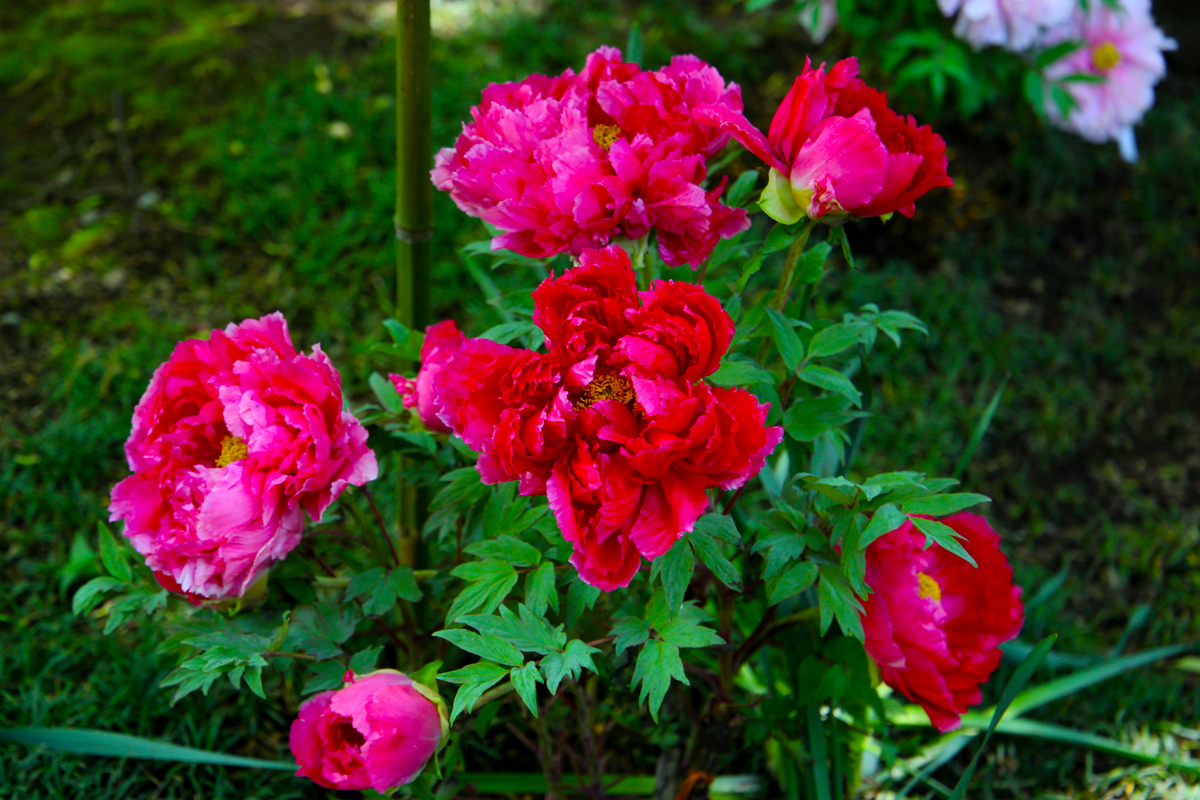 芍药的特点：形态、生长环境、药用和园艺价值