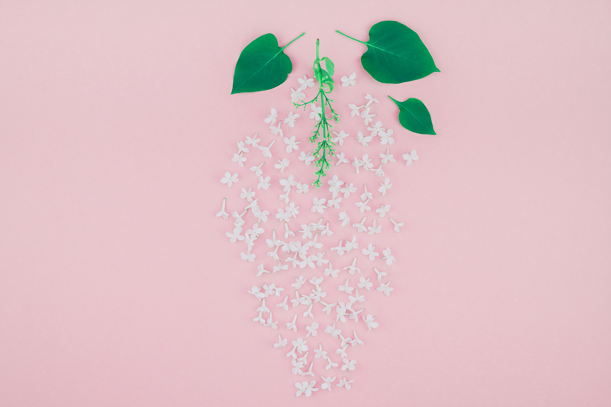 pink background with white lilac flowers