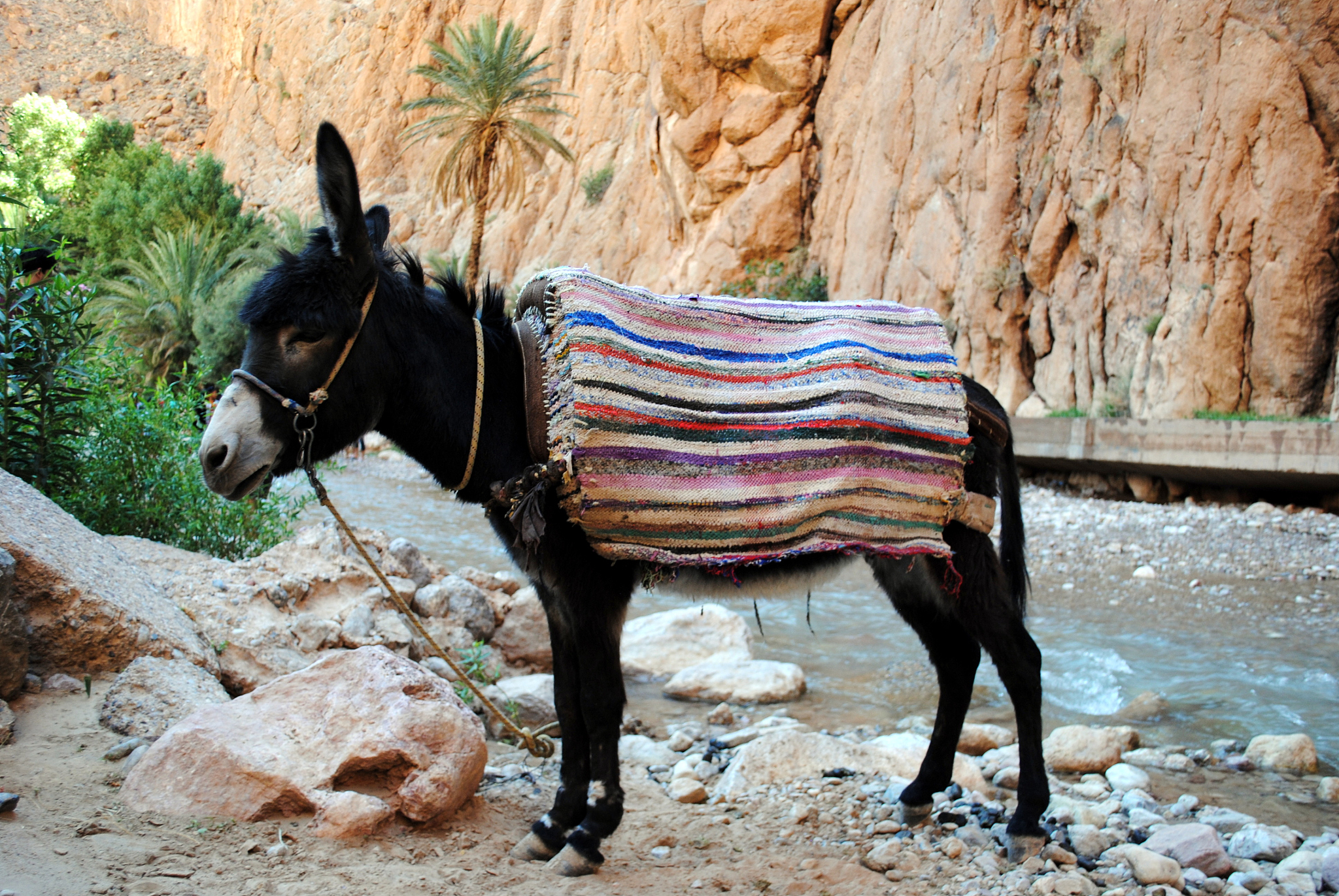 donkey in morocco, todra gorge