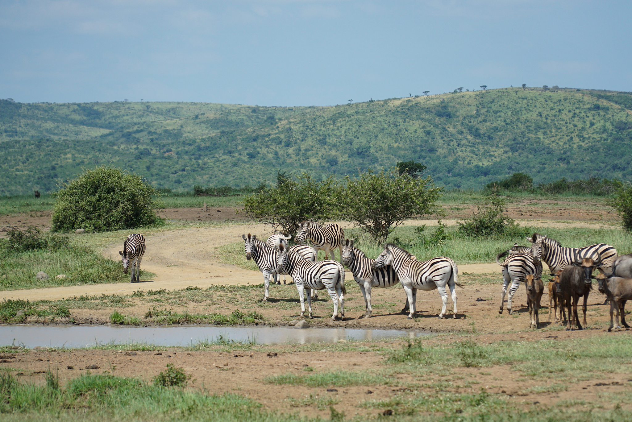 nature photograph with herd of zebras near waterhole