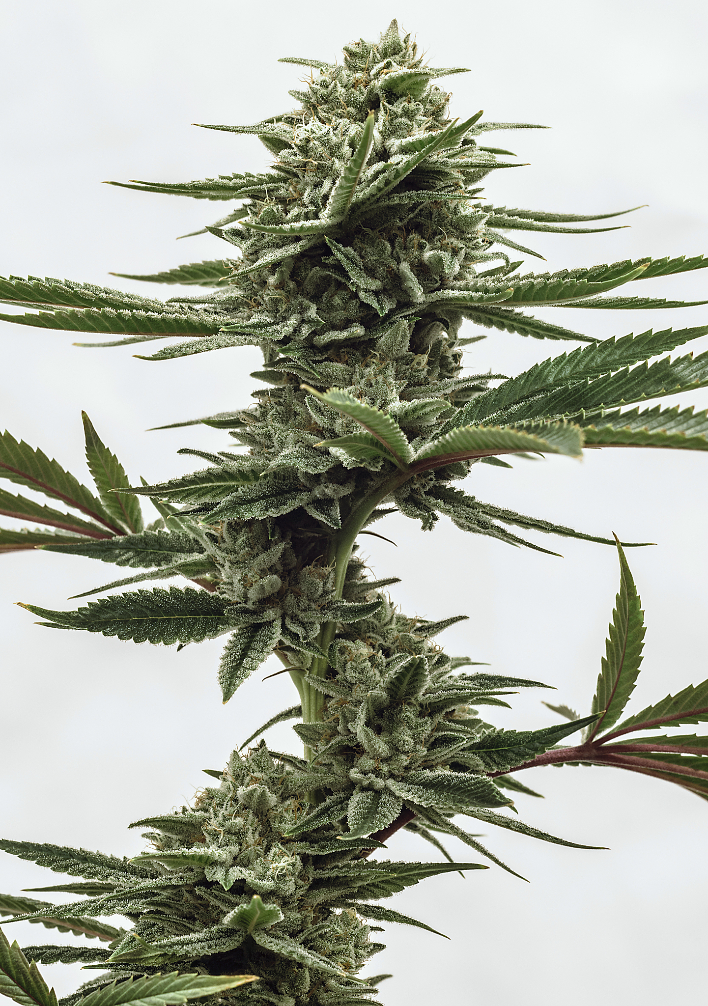 live cannabis macro bud shot