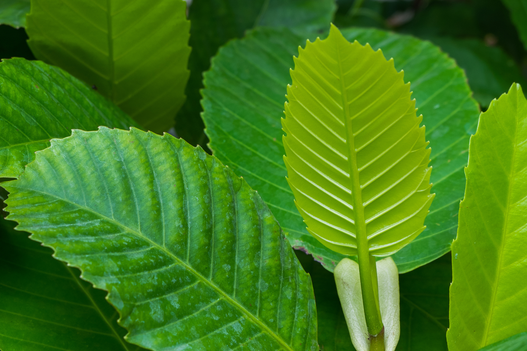 the leaves are beautiful parts of the tree.