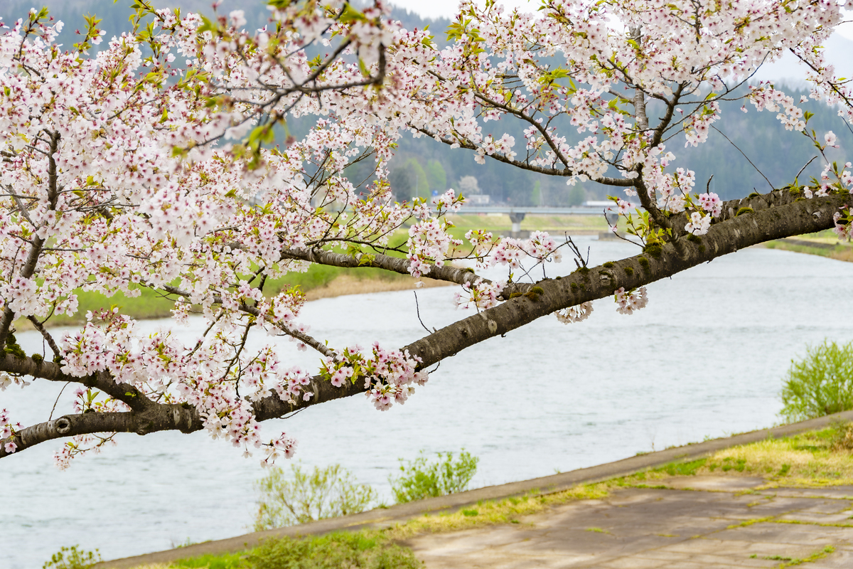 春之颂 | 无言律诗赏春景