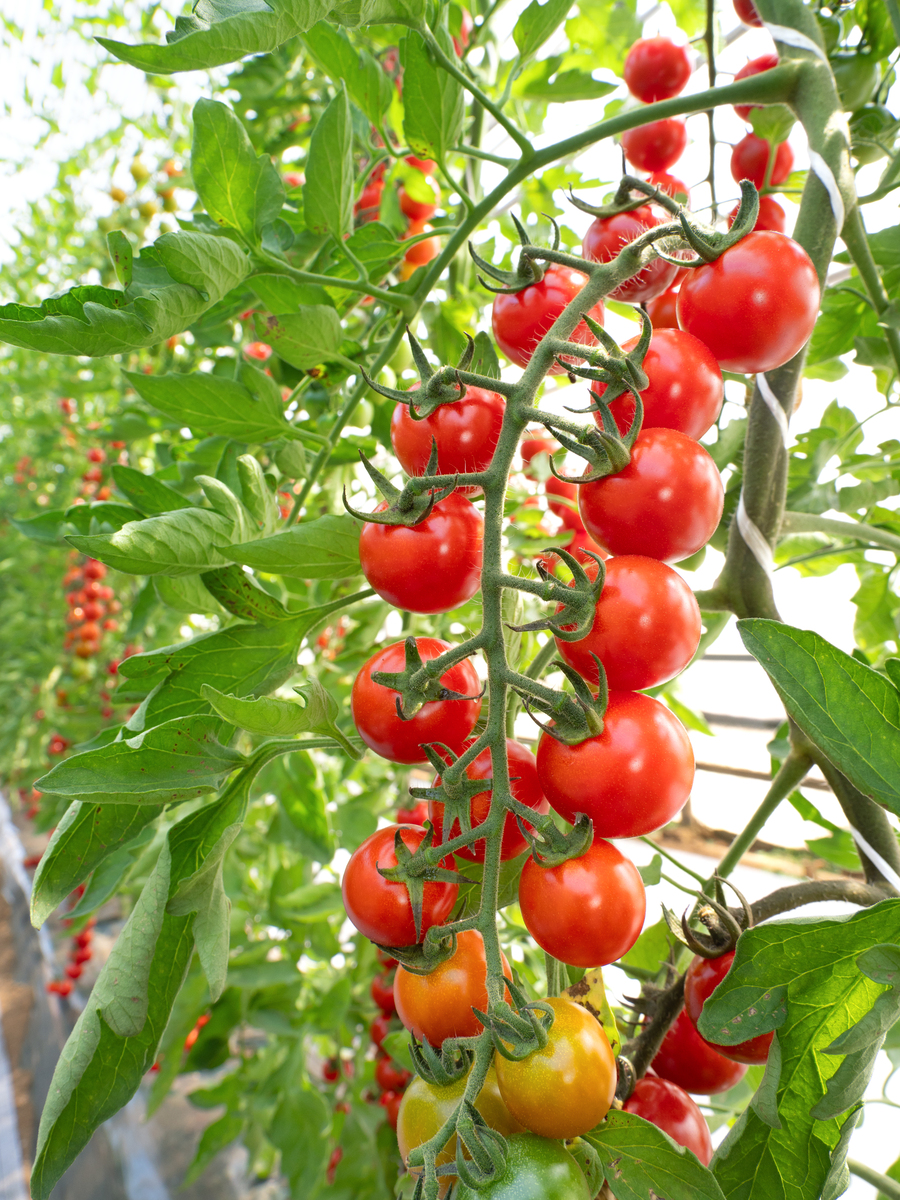 西红柿种植方法：从选种到收获，完整指南