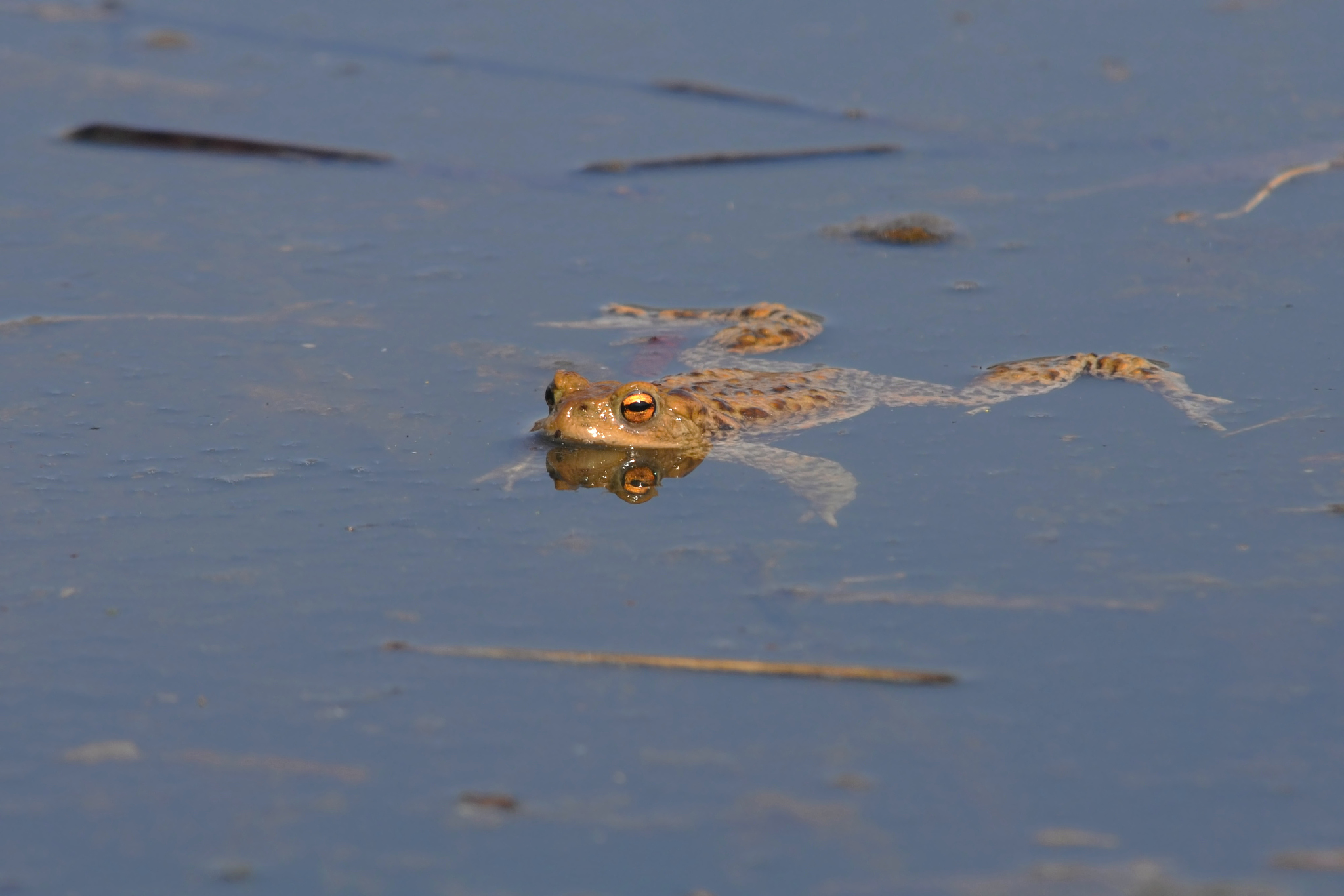 一只青蛙掉进了10米深的井里每天向上爬3米向下滑2米请问它几天能爬出去