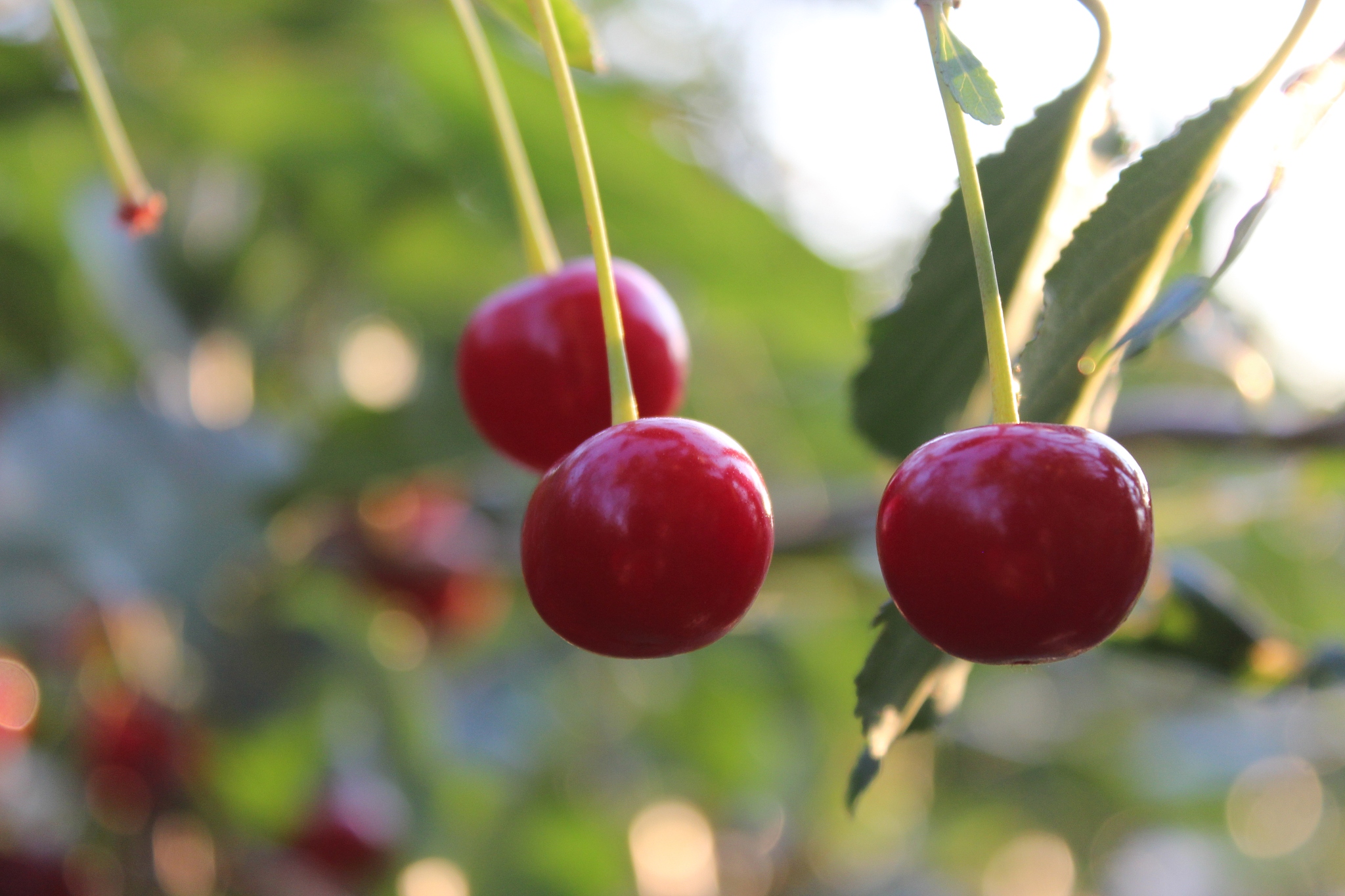 cherry