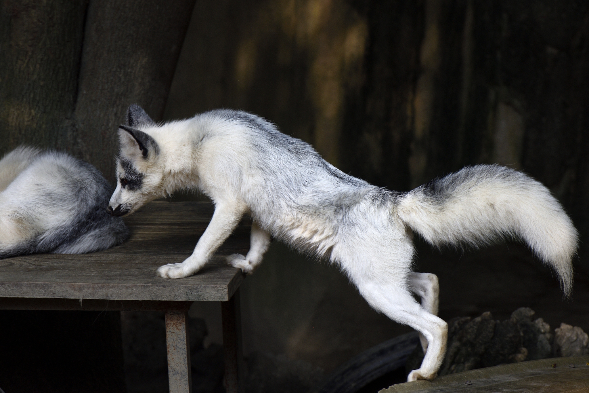 白屋之士：可爱的雪白狐狸，濒临绝种的珍稀动物