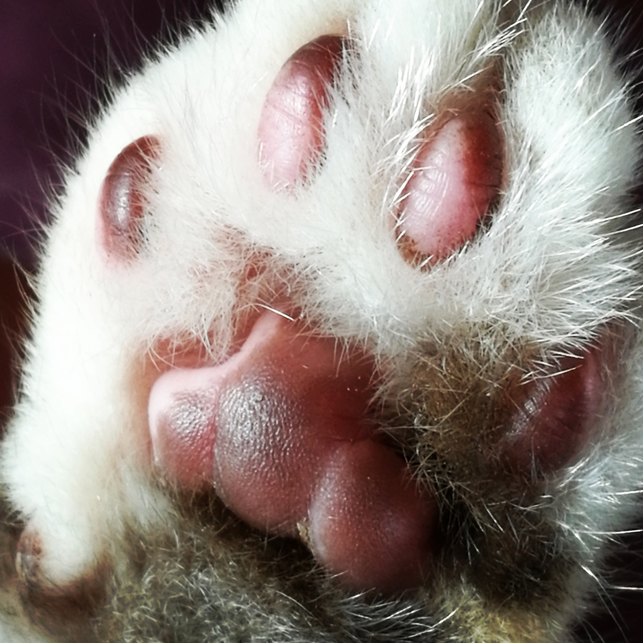 猫繁殖问题与猫泛白血病病毒关联研究