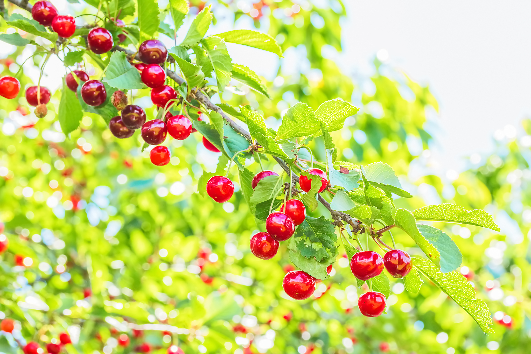 red cherries on a branch in the orchard, close-up