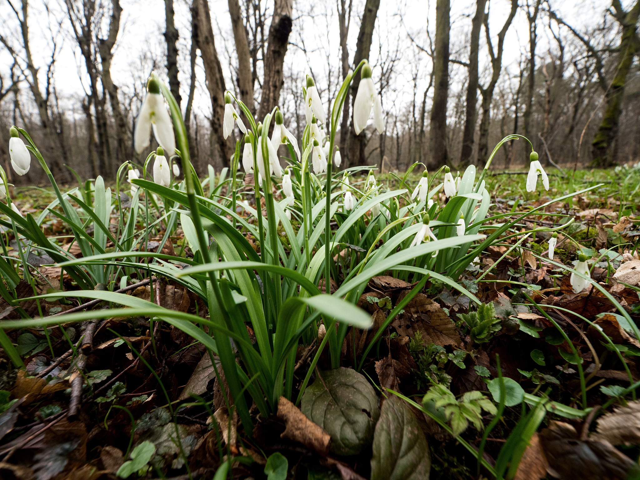 blooming snowdrops in the forest