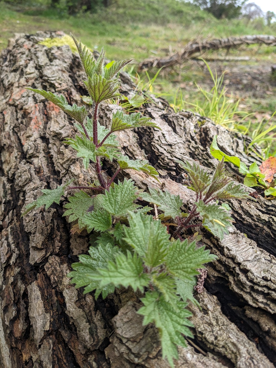修仙界关于龙涎草的描写
