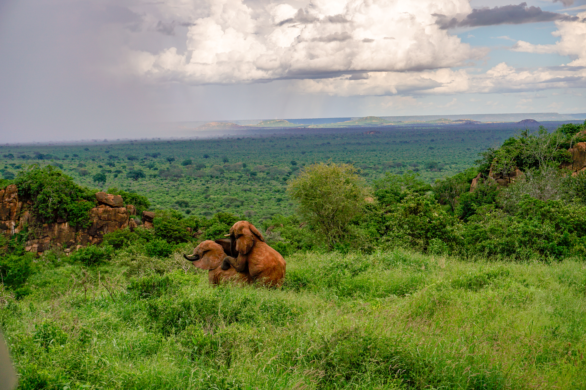 elephants in tsavo east and tsavo west national park in kenya