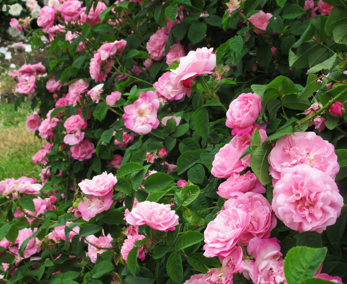 粉龙沙宝石月季花一年开几次花？花期怎么施肥浇水1500字