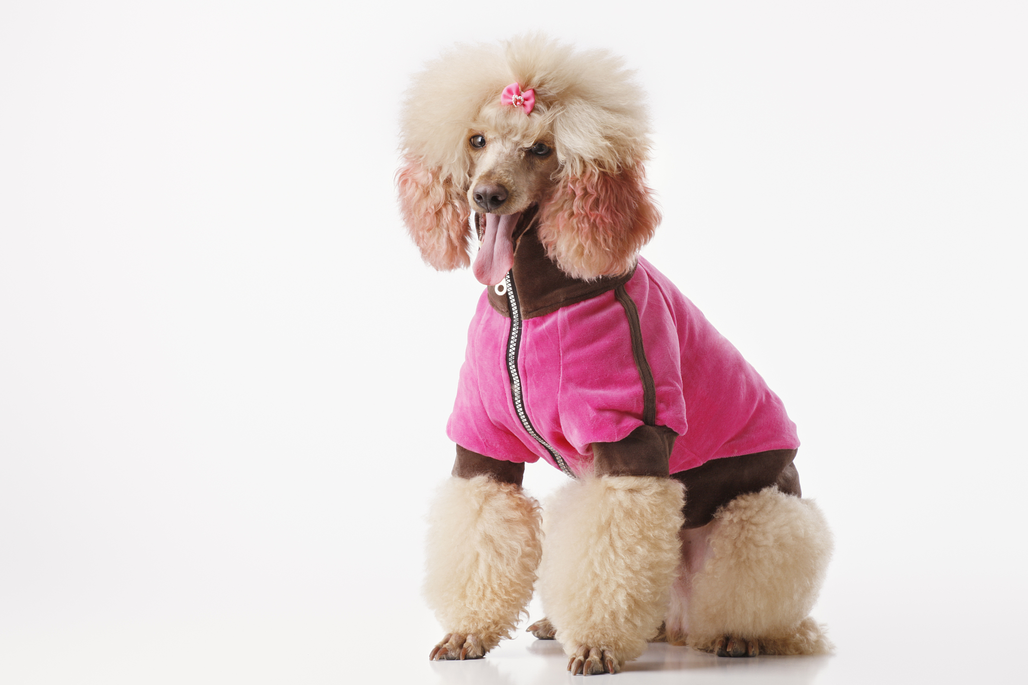 分析一下宠物狗虚拟穿衣项目的服务对象