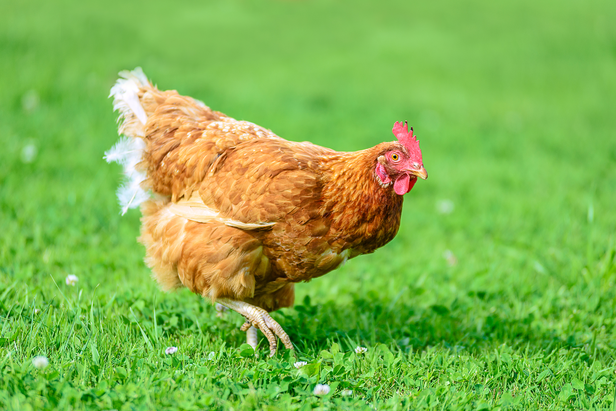 世界家禽科学杂志 (WORLDS POULTRY SCIENCE JOURNAL): 研究范围和内容